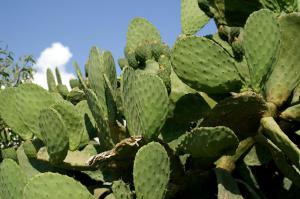 Foto cactus van malta, fotoreizen